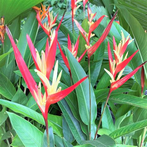 Heliconia (Parrot Beak Plant)