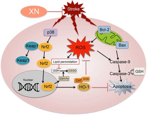 A Proposed Molecular Mechanism Underlies The Neuroprotective Effects Of