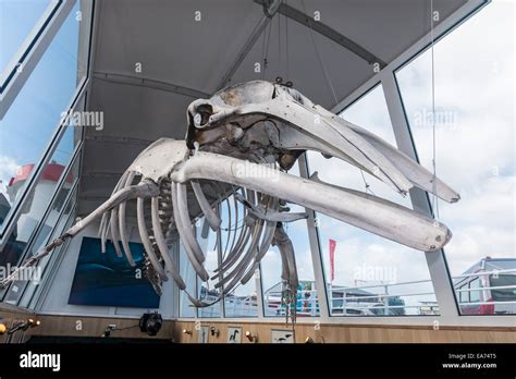 Skeleton Of A Minke Whale Balaenoptera Acutorostrata Hangs In The