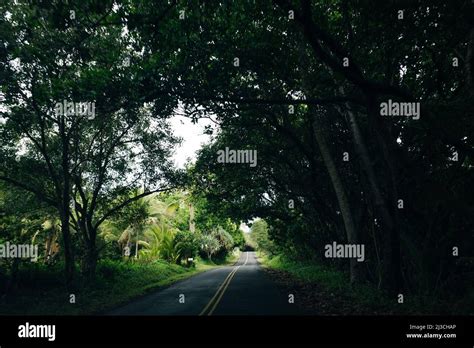 Road Covered By Tree Canopies On Big Island Hawaii Stock Photo Alamy
