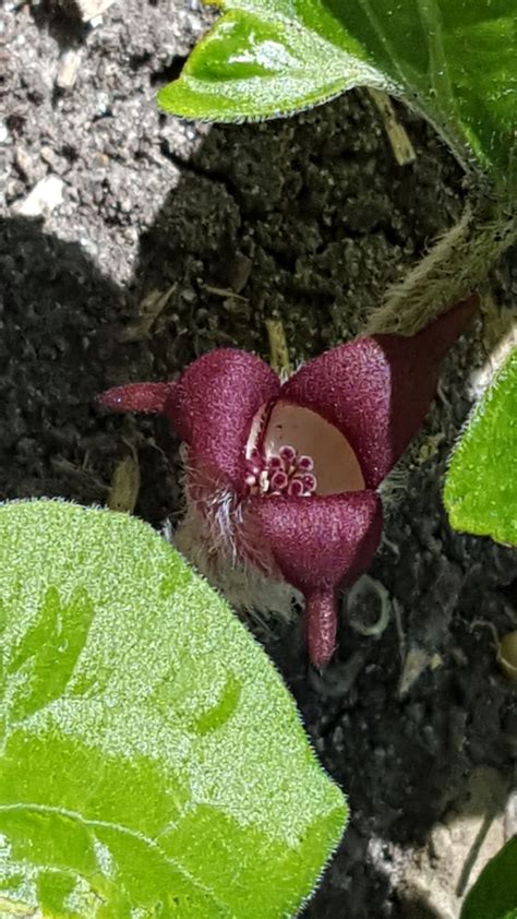 » Asarum canadense | The Friesner Herbarium