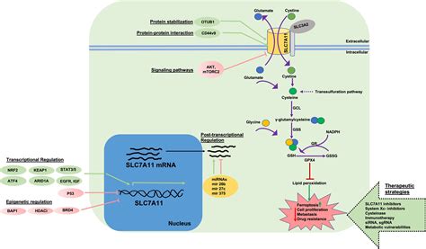 Frontiers The Role Of Cystine Glutamate Antiporter SLC7A11 XCT In The