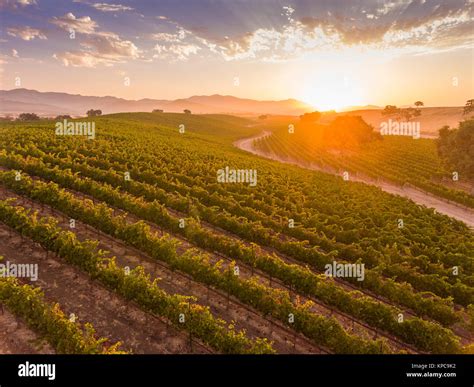 Aerial View Of Vineyard Hi Res Stock Photography And Images Alamy