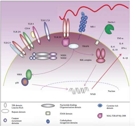 The Inflammatory Cytokine Pathway Begins With Tlr2 Heterodimer Binding