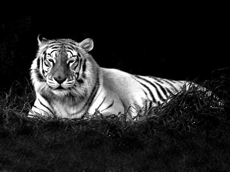 Black Tiger Wallpapers Wallpaper Cave