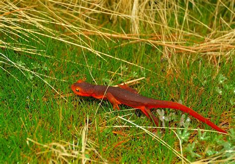 California Newt California Newts Are Among The Most Toxic Flickr