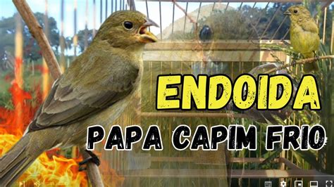 fêmea de papa capim chamando Muito para foguear Papa capim Esquentar