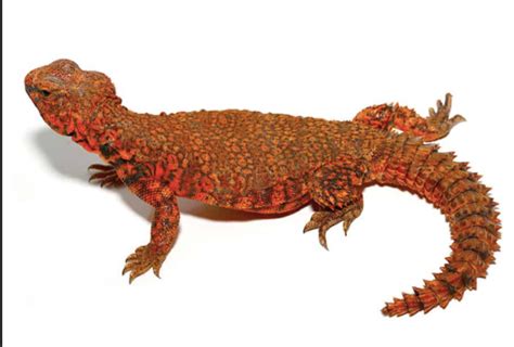 Super Red Uromastyx For Sale Upriva Reptiles