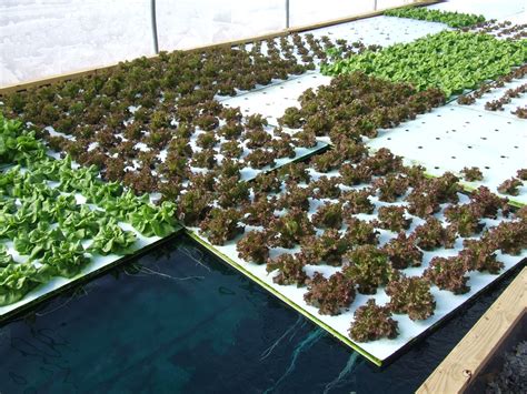 Download Plans Aquaponics: Aquaponics System Designs