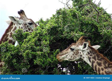 Giraffes Eating Stock Images - Image: 10971404