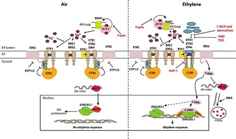 Ethylene Signal Transduction Ethylene Is Perceived At The Membrane Of