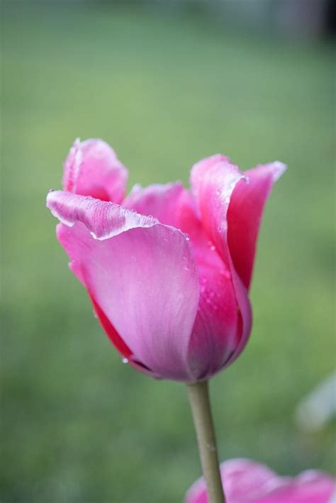 Tulipa Flor Rosa Gota De Foto Gratuita No Pixabay