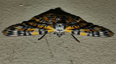 Many Colour Moth Bracca Sp Aff Rotundata Ennominae Boarmii Flickr