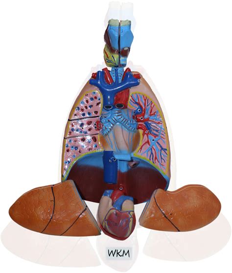 Buy WKM Human Respiratory System With Heart Life Size Model Includes 7