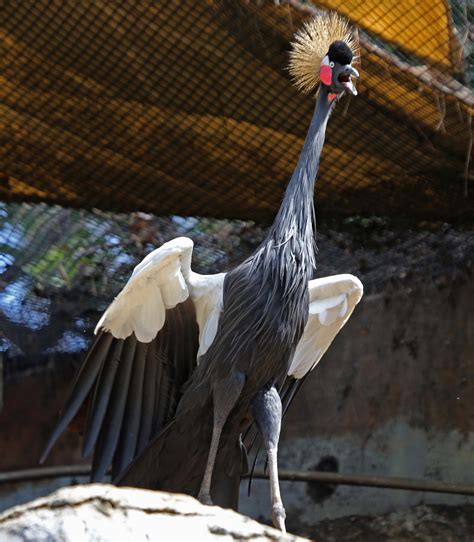 Pictures and information on Black Crowned Crane