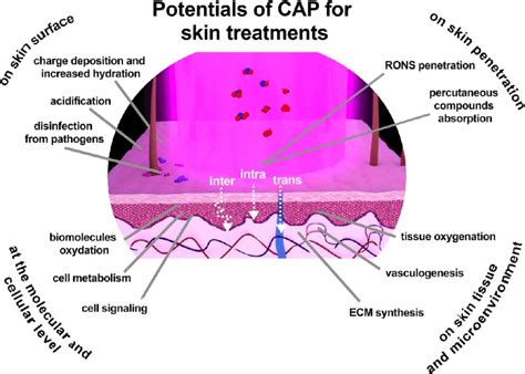 potentials  cap  skin biology cap performs  activity