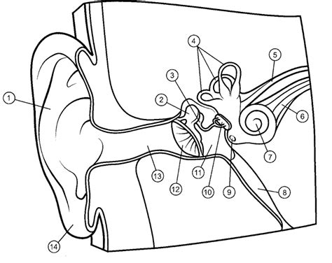 Aural Rehab Exam 1 Updated Diagram Quizlet