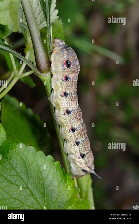 Tersa Sphinx Moth Xylophanes Tersa Caterpillar Brazos Bend State