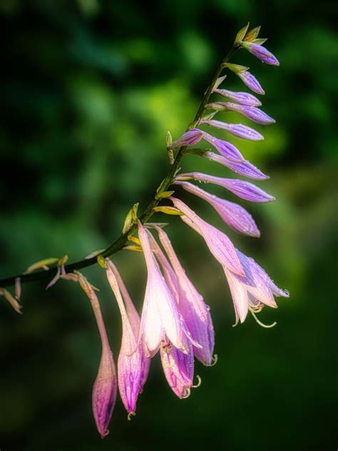 Lis De Plantain Fleurs Photo Gratuite Sur Pixabay Pixabay