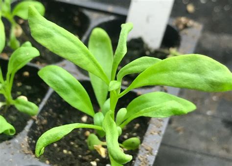 Лобулярия: посадка и уход в открытом грунте, выращивание из семян, фото ...