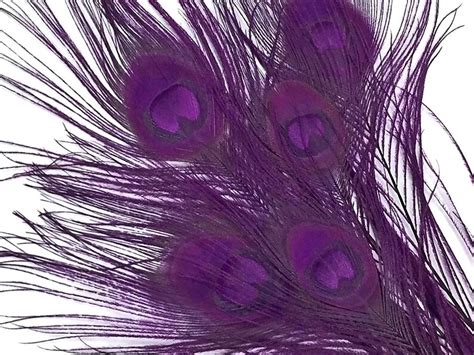 Purple Peacock feathers 5 Pieces PURPLE Bleached and Dyed | Etsy