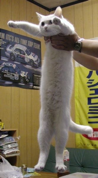 Long cat - Uncyclopedia