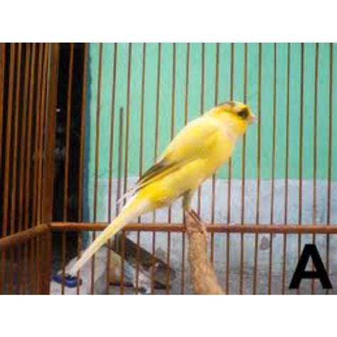 Jual Burung Kenari F1 Ys Bahan Jantan Riwikan Shopee Indonesia