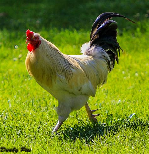 Petaluma Chickens Tolay Lake Regional Park Click To See Flickr