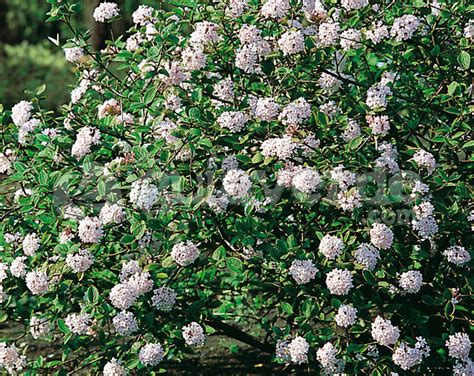 Viburnum Suspensum