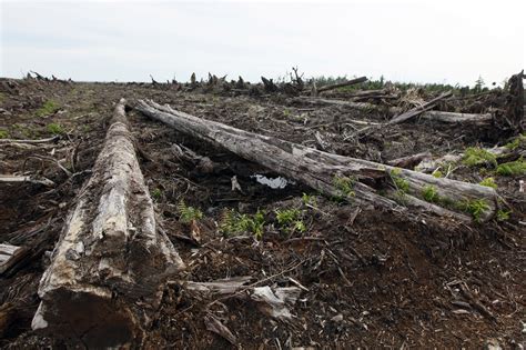 Peatland loss could emit 2,800 years’ worth of carbon in an ...
