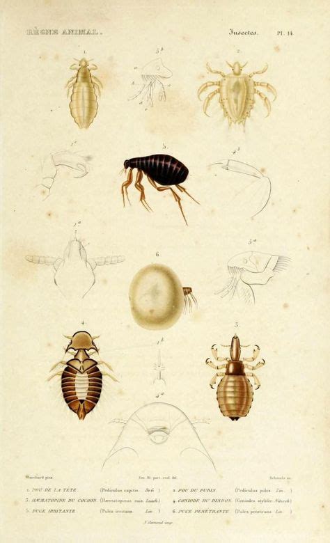 Five Human Body Lice Pediculus Humanus Corporis Life Stages