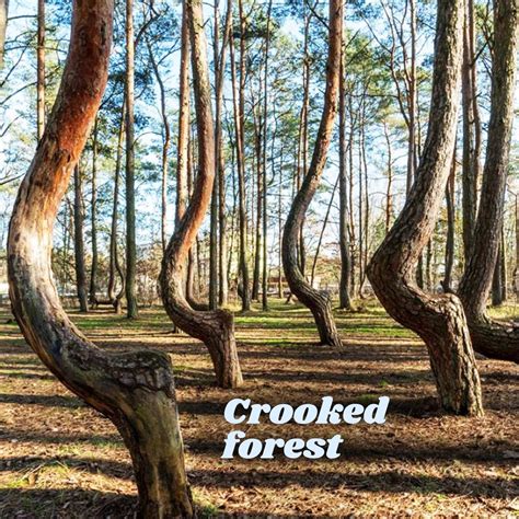 Crooked forest