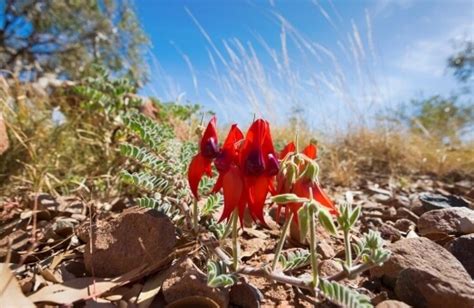 Sturt Desert Pea Australian Native Growing Guide Agt