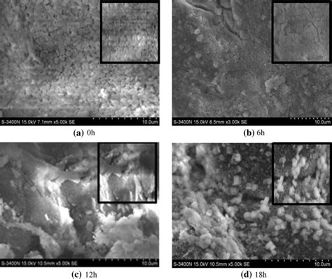 Surface Morphology Of The Zeolite Membrane Prepared By Secondary Growth