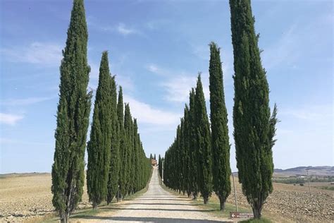 Montepulciano Pienza Day Tour From Rome VisitRome