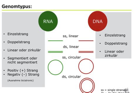 Virologie Karteikarten Quizlet