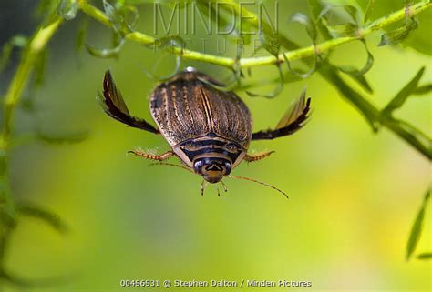 Minden Pictures Water Beetle Acilius Sulcatus Female Swimming