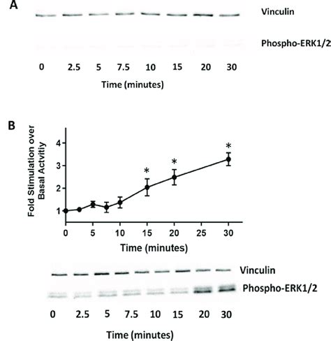 Erk Phosphorylation Profiles A Unstimulated Huvec Displayed No