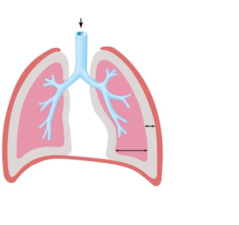 Respiratory Physiology Part Flashcards Quizlet