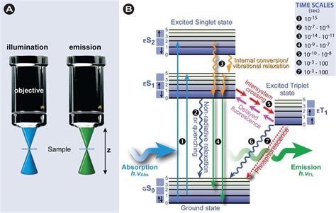 Single Photon Excitation A In Fluorescence Microscopy The Sample Is Download Scientific