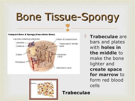 spongy bone by mestang’s