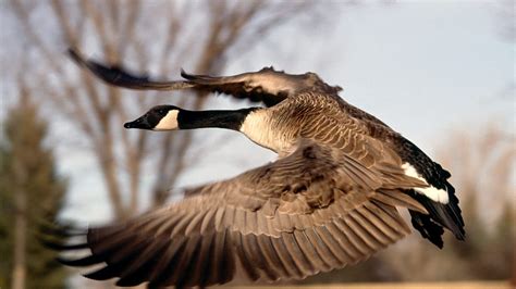 🔥 Download Canada Flight Canadian Goose Geese Wallpaper By Brookev