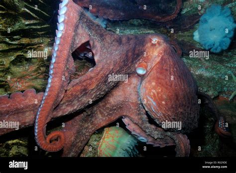 Giant Pacific Octopus Enteroctopus Dofleini Captive Stock Photo Alamy