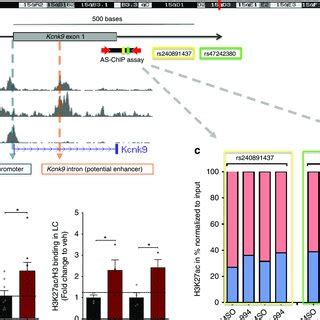 Treatment With Ci Affects H K Acetylation At The Kcnk Locus A