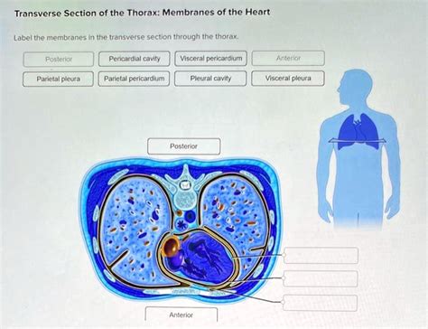 SOLVED Transverse Section Of The Thorax Membranes Of The Heart Label