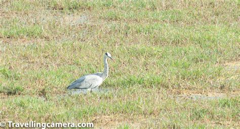 Herons and Egrets at Keoladeo National Park || Waterbirds and Waders at Bharatpur