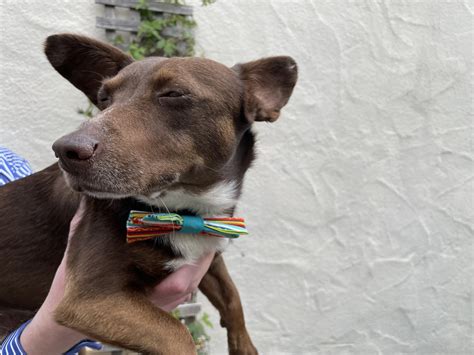 Team — Shared Plate Strategies