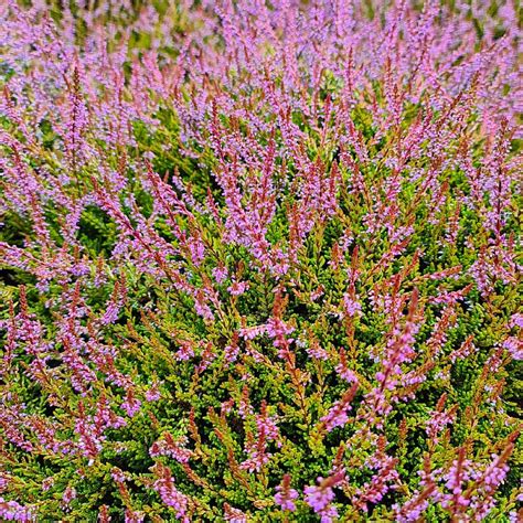 Calluna Vulgaris ‘bonita Find Haveplanter