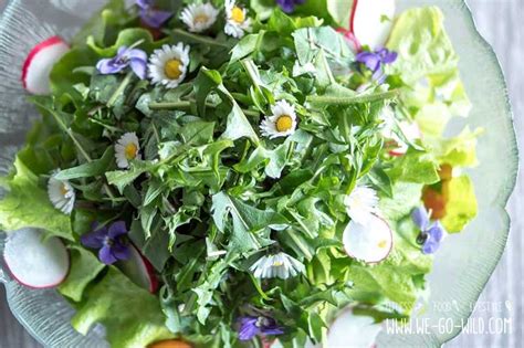 Leckere essbare Wildkräuter für deinen Wildkräuter Salat