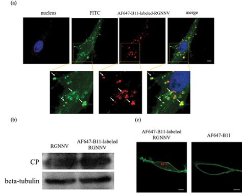 Full Article Nervous Necrosis Virus Induced Vacuolization Is A Rab